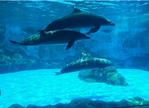 易凱軟件珠海海洋王國-海泉灣大酒店兩日遊 